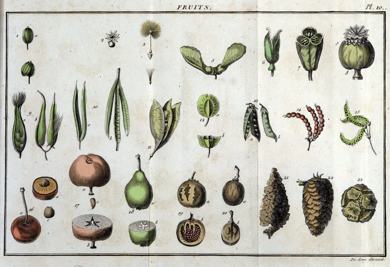 Frutas: en “Flora Françoise, o una breve descripción de todas las plantas que crecen naturalmente en Francia, dispuestas según un nuevo método de análisis al que adjuntamos la cita de sus virtudes menos equívocas en medicina y su utilidad en las artes” de Unknown artist