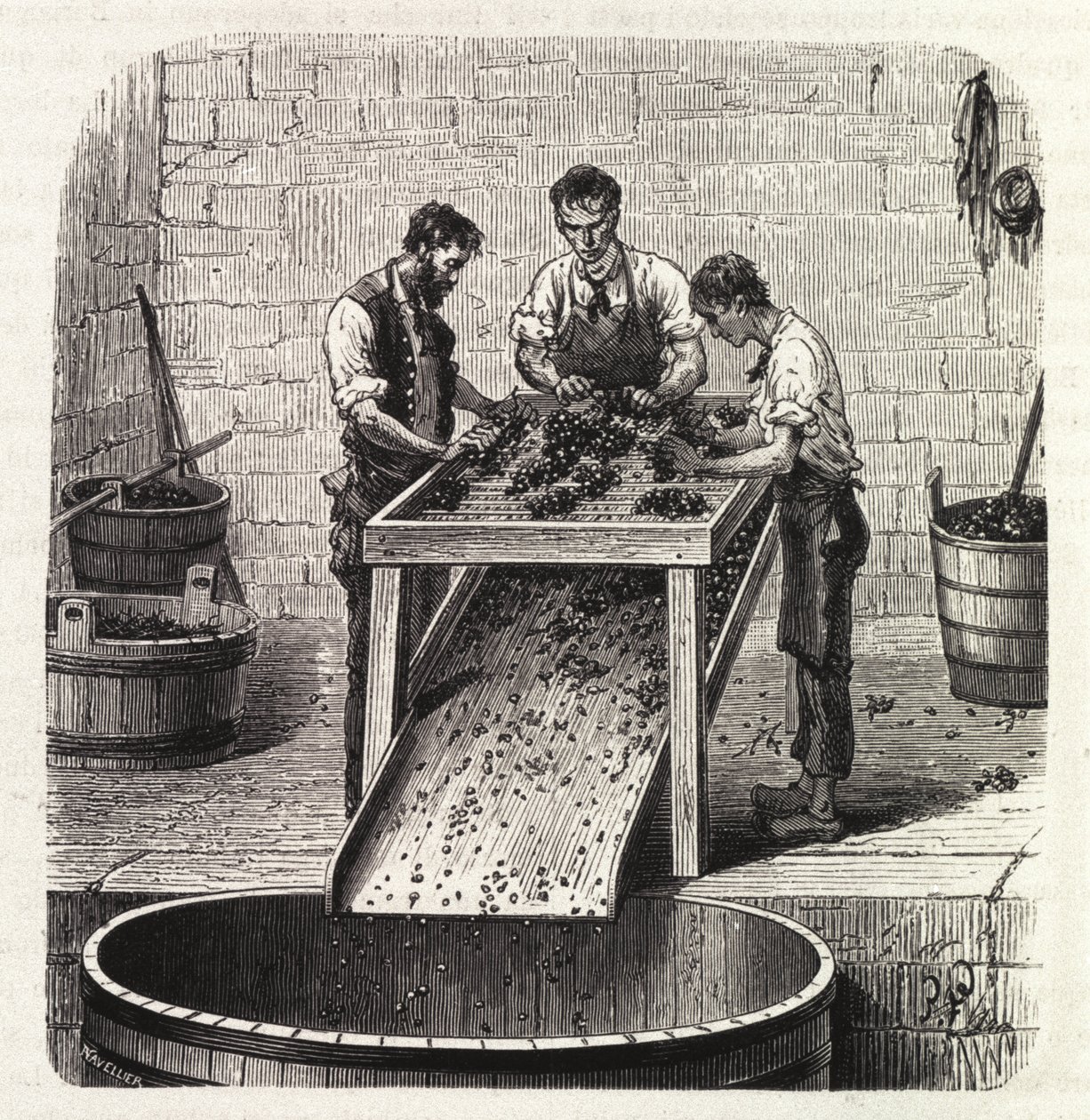 Clasificación de las uvas en una rejilla durante el proceso de elaboración del vino de calidad superior de Borgoña. Grabado de finales del siglo XIX de Unknown artist