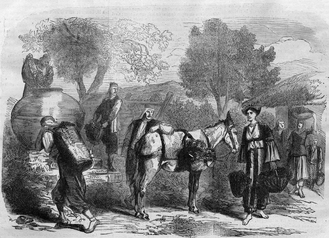 Vendimia en Chipre - Grabado en “Le Journal Illustré” de Unknown artist