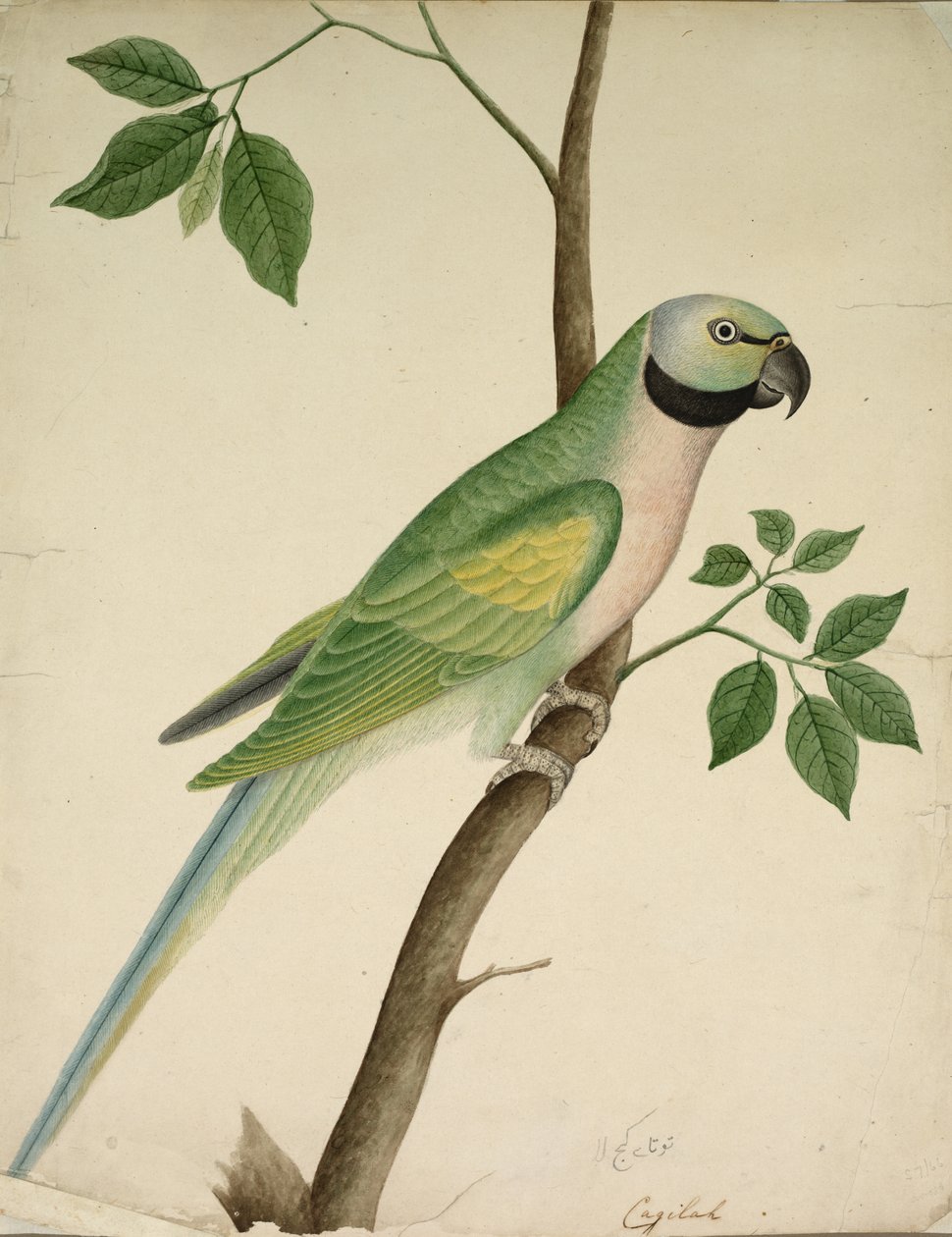 Green Parrot de Unknown artist