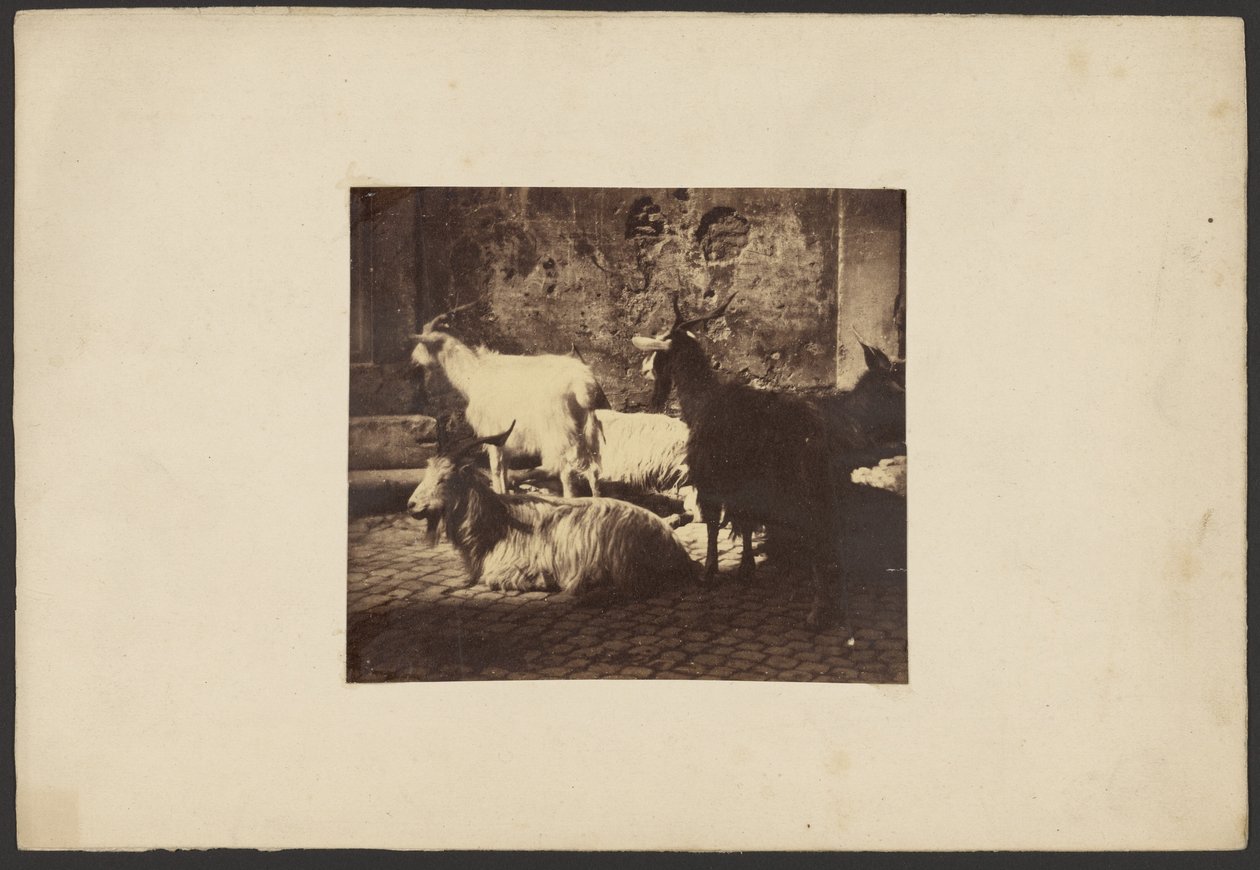 [Grupo de cabras] de Unknown artist