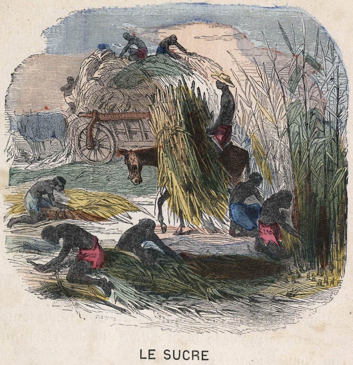 Cosecha de caña de azúcar en las Indias Occidentales. Ilustración del siglo XIX. Colección Bianchetti de Unknown artist