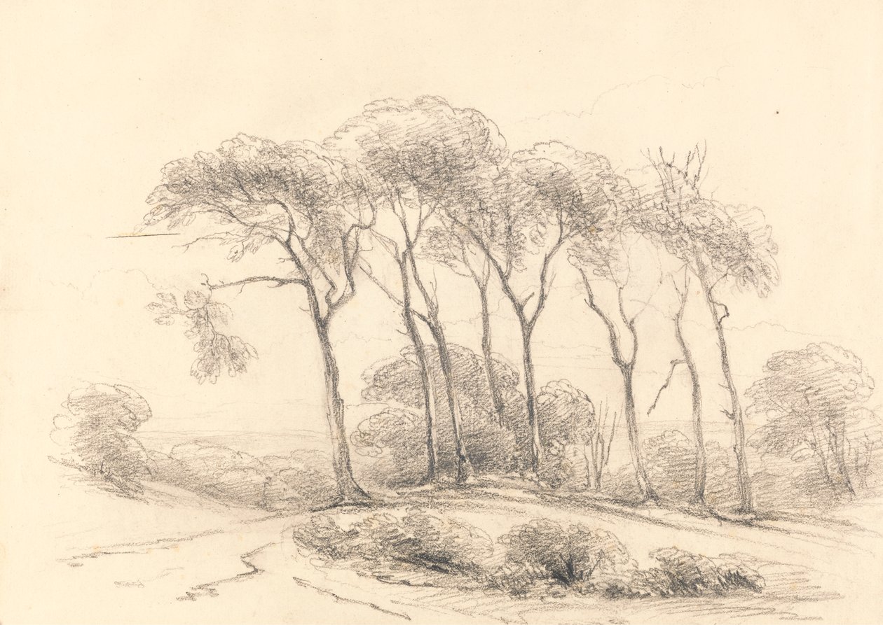 Árboles altos de Unknown artist