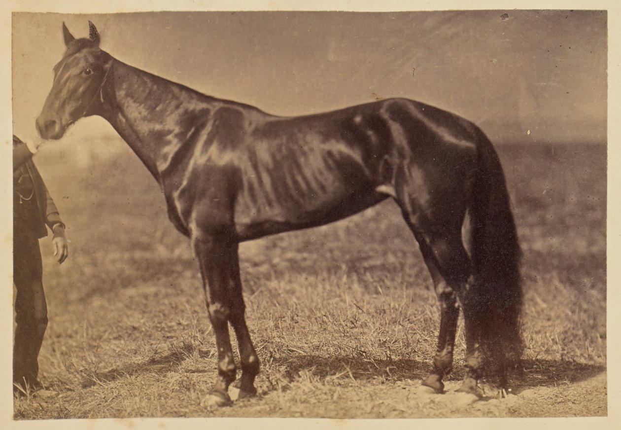 [Caballo en un campo] de Unknown artist