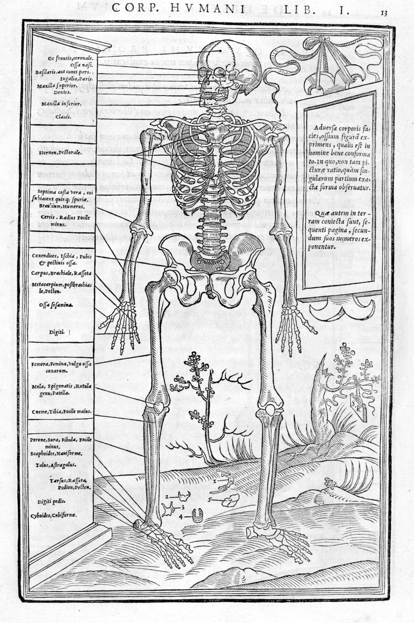 Esqueleto humano, parte anterior. Lámina anatómica de “De dissectione partium corporis humani libri tres...” Carlo Stefano Riverio, París 1545 de Unknown artist