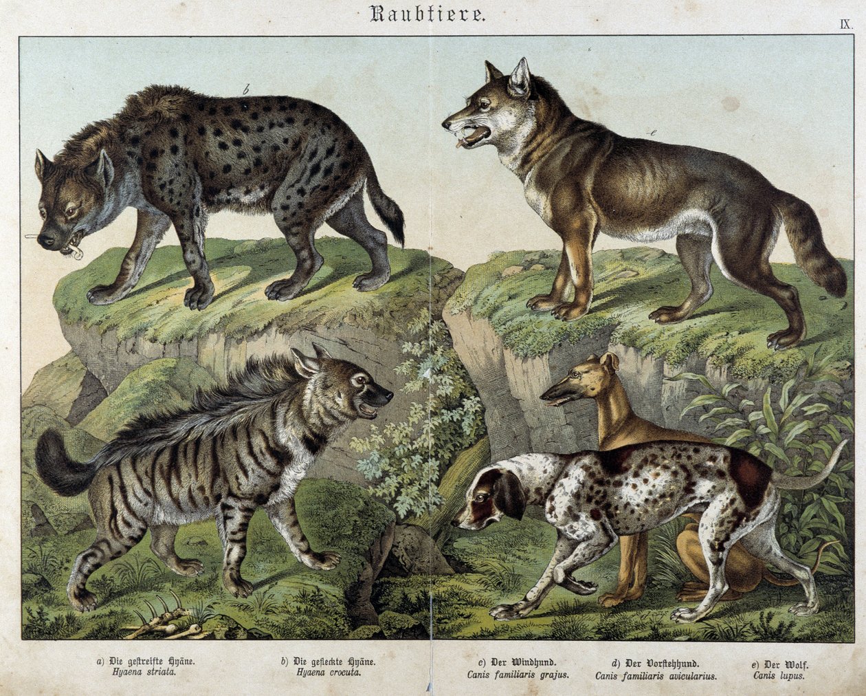 Hienas y perros - en "Histoires Naturelles des Mammals", ed. Schreiber de Unknown artist