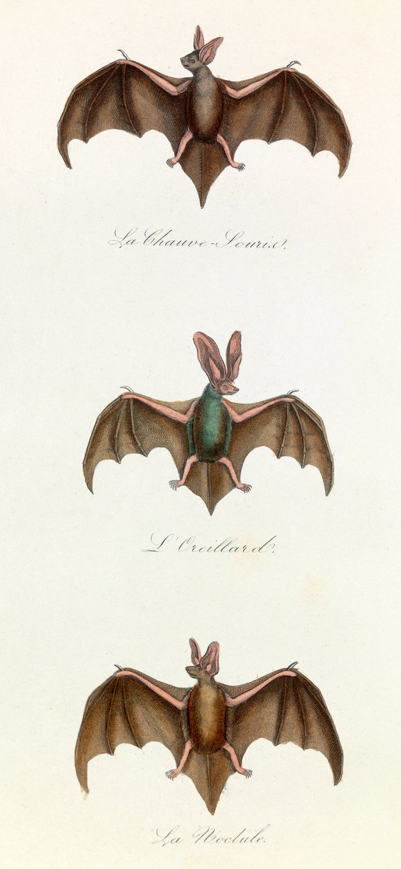 Ilustración del libro "Obras Completas de Buffon": Les Quadrupedes: Bat souris (grabado) de Unknown artist