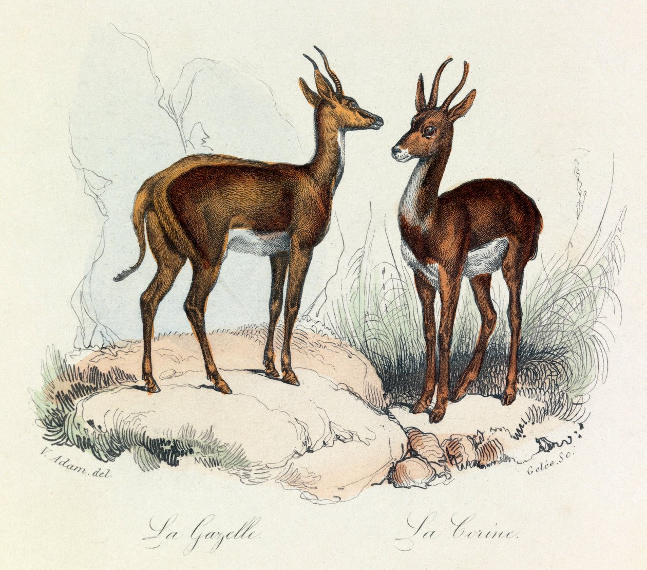 Ilustración del libro "Obras Completas de Buffon": Les Quadrupedes: La gazelle et la corine (grabado) de Unknown artist