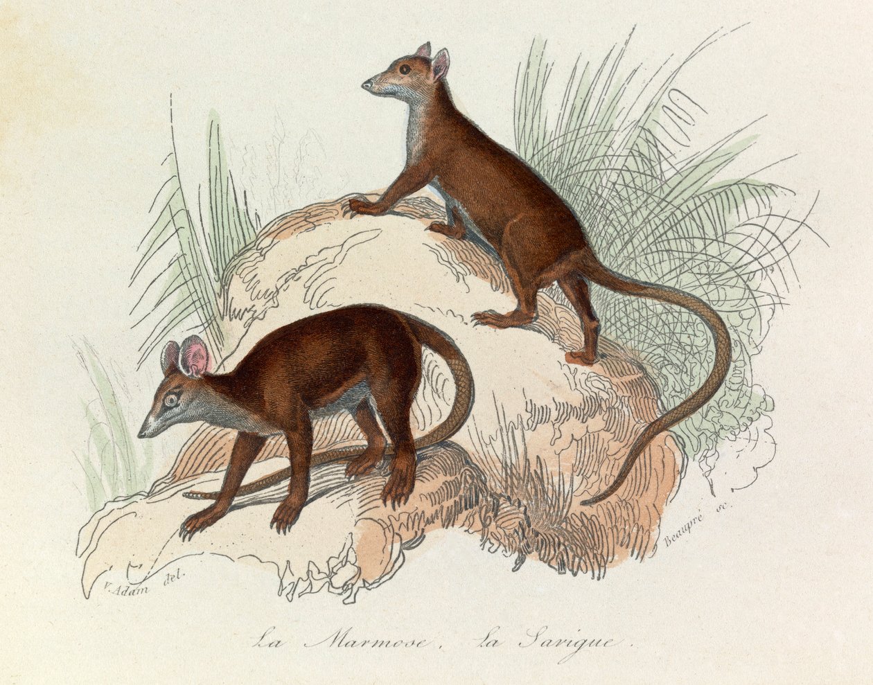 Ilustración del libro "Obras Completas de Buffon": Les Quadrupedes: La marmot et la sarigue (grabado) de Unknown artist