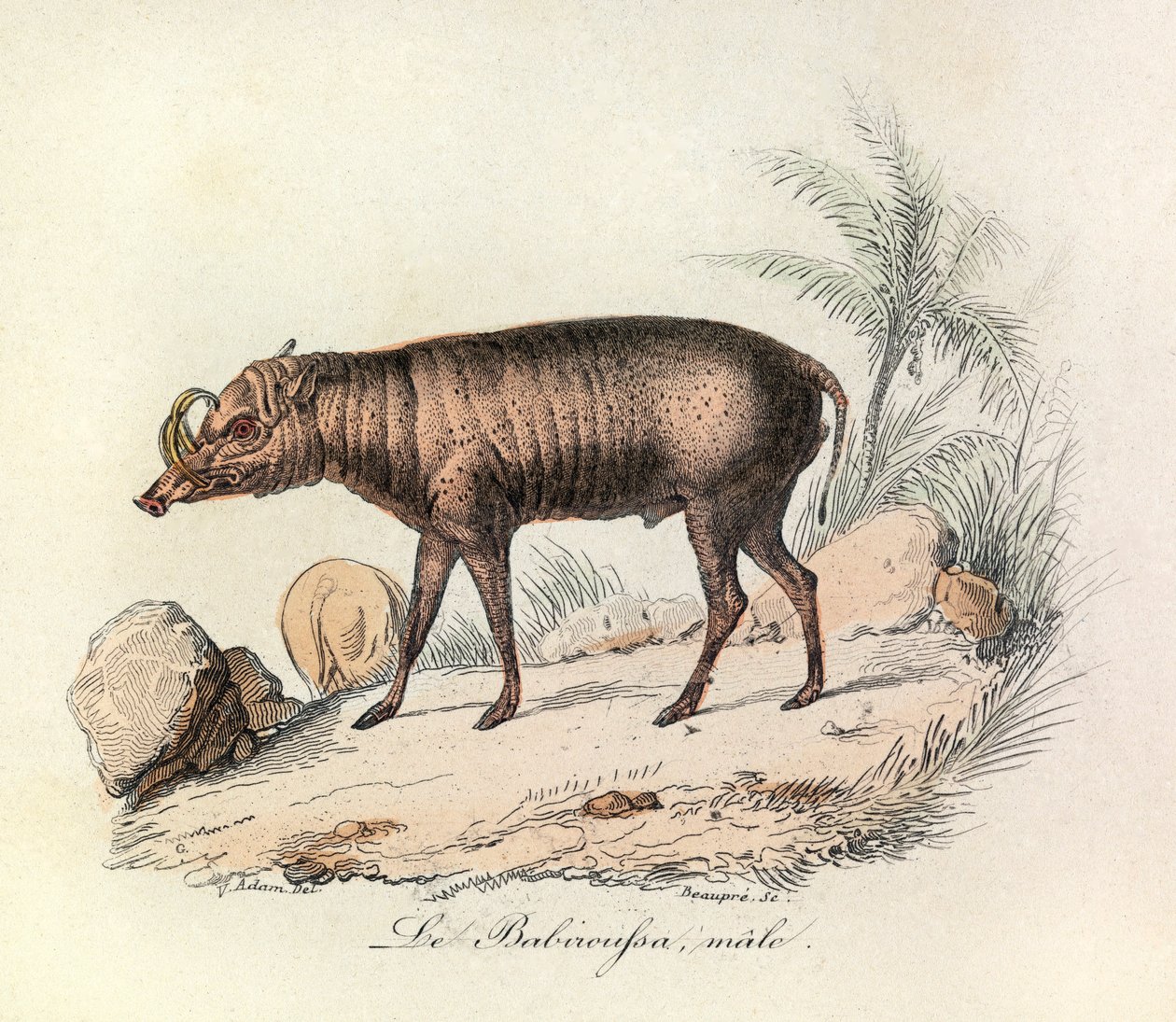 Ilustración del libro "Obras Completas de Buffon": Les Quadrupedes: Le babiroussa male (grabado) de Unknown artist