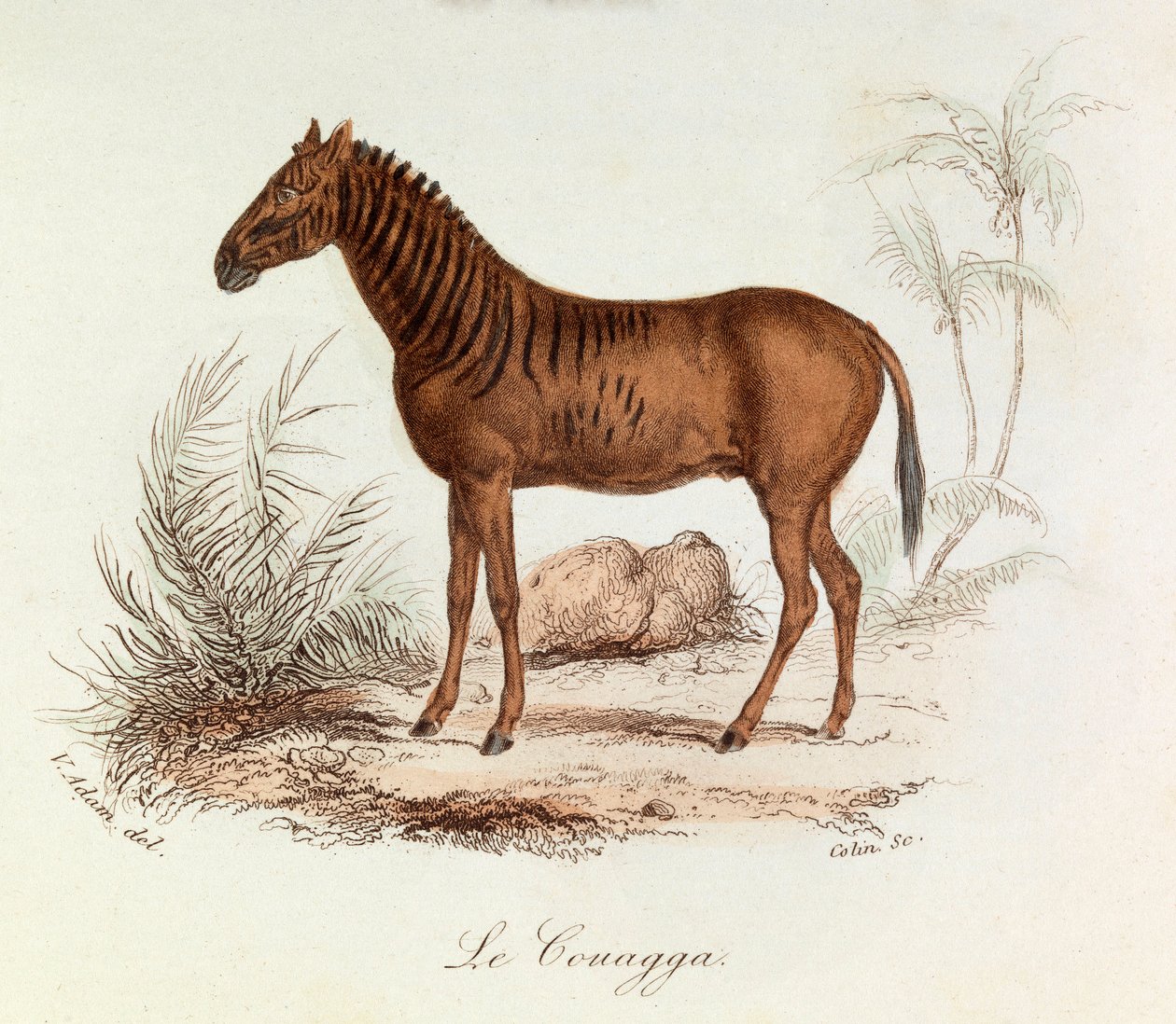 Ilustración del libro "Obras Completas de Buffon": Les Quadrupedes: Le couagga (grabado) de Unknown artist