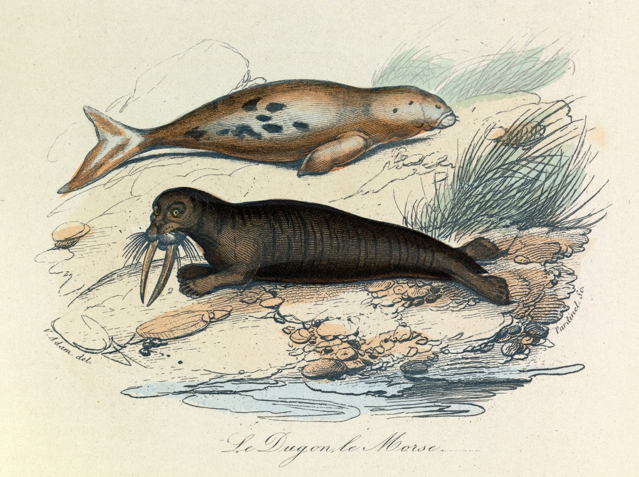 Ilustración del libro "Obras Completas de Buffon": Les Quadrupedes: Le dugon et le walrus (grabado) de Unknown artist