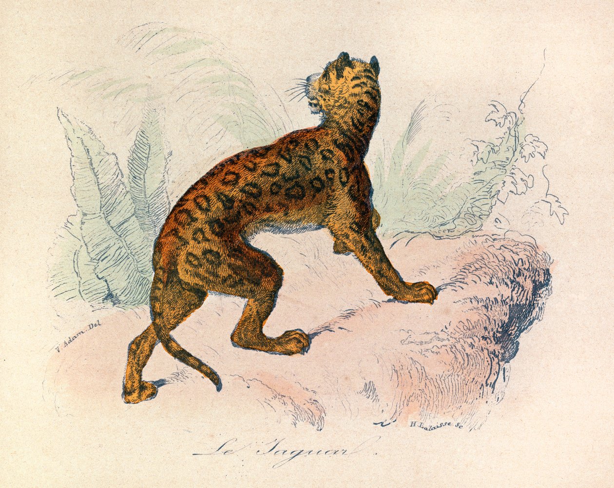 Ilustración del libro "Obras Completas de Buffon": Les Quadrupedes: Le jaguar (grabado) de Unknown artist