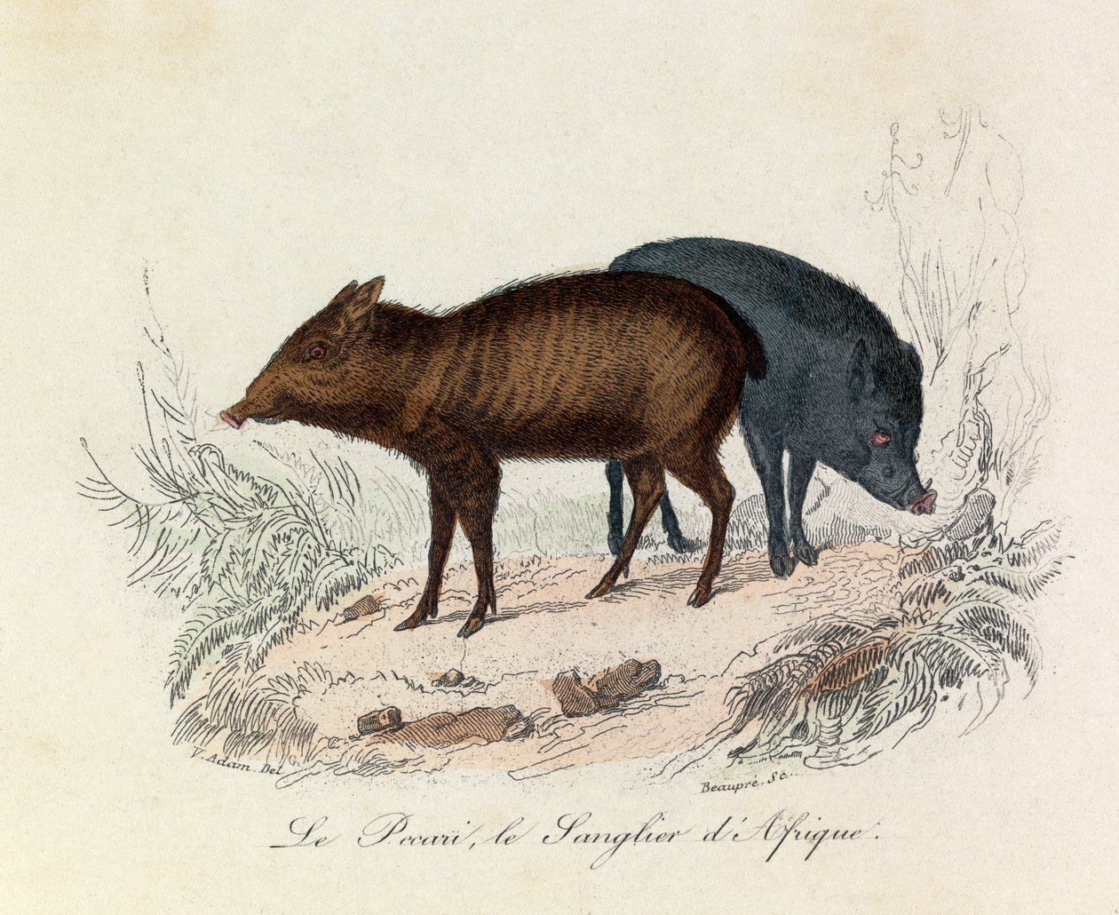 Ilustración del libro "Obras Completas de Buffon": Les Quadrupedes: Le pecari et le boar d