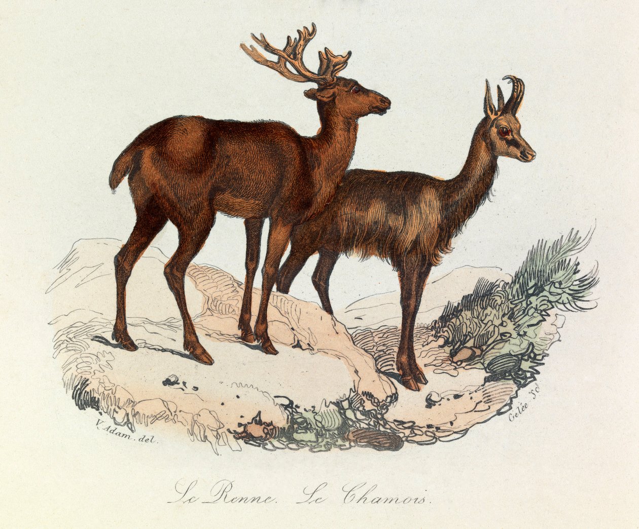 Ilustración del libro "Obras Completas de Buffon": Les Quadrupedes: Le reinne et la chamois (grabado) de Unknown artist