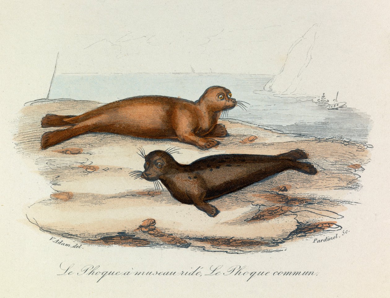 Ilustración del libro "Obras Completas de Buffon": Les Quadrupedes: Le seal a snout ride et le seal (grabado) de Unknown artist