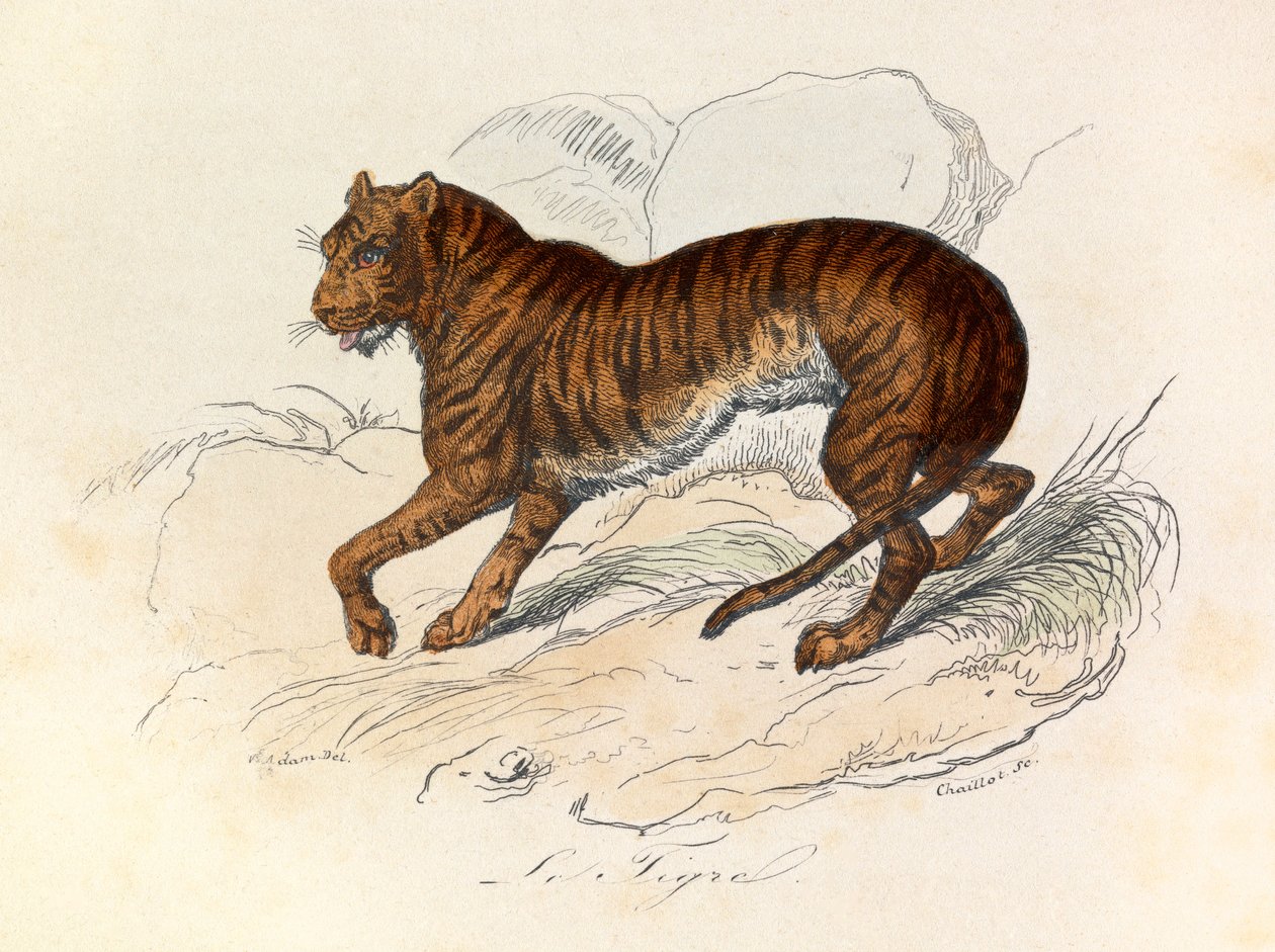 Ilustración del libro "Obras Completas de Buffon": Les Quadrupedes: Le tigre (grabado) de Unknown artist