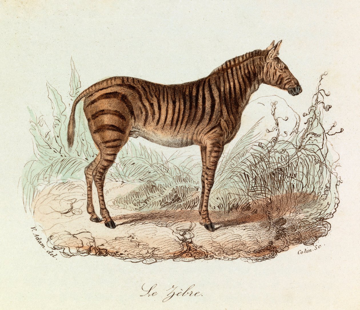 Ilustración del libro "Obras Completas de Buffon": Les Quadrupedes: Le zebre (grabado) de Unknown artist