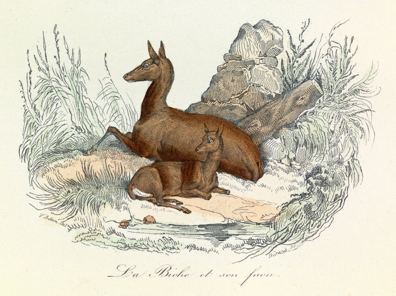 Ilustración del libro "Obras completas de Buffon": Los animales: La doe et son fawn (grabado) de Unknown artist
