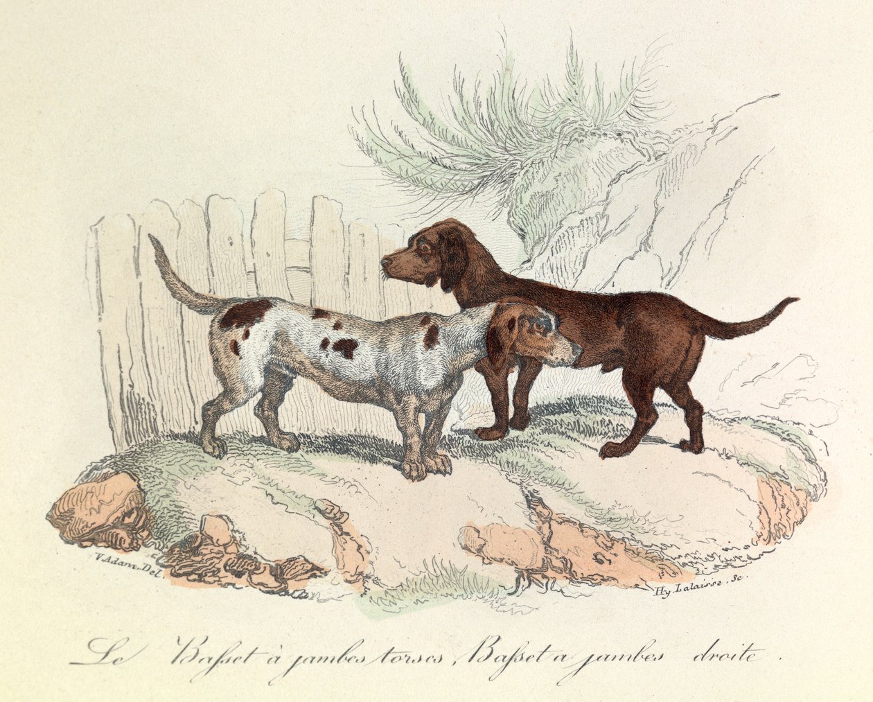 Ilustración del libro "Obras completas de Buffon": Les animaux: Le basset a torso legs et le basset a straight legs (grabado) de Unknown artist