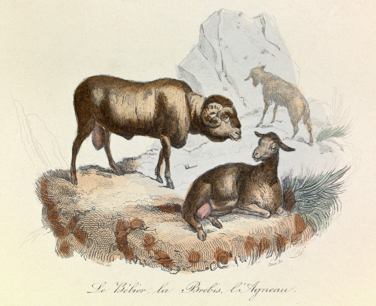 Ilustración del libro "Obras completas de Buffon": Los animales: Le belier, la ewe et l