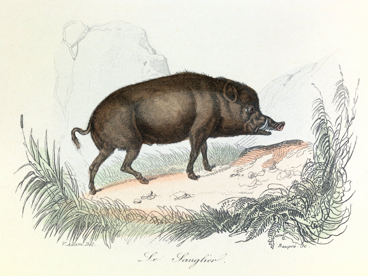 Ilustración del libro "Obras completas de Buffon": Les animaux: Le boar (grabado) de Unknown artist