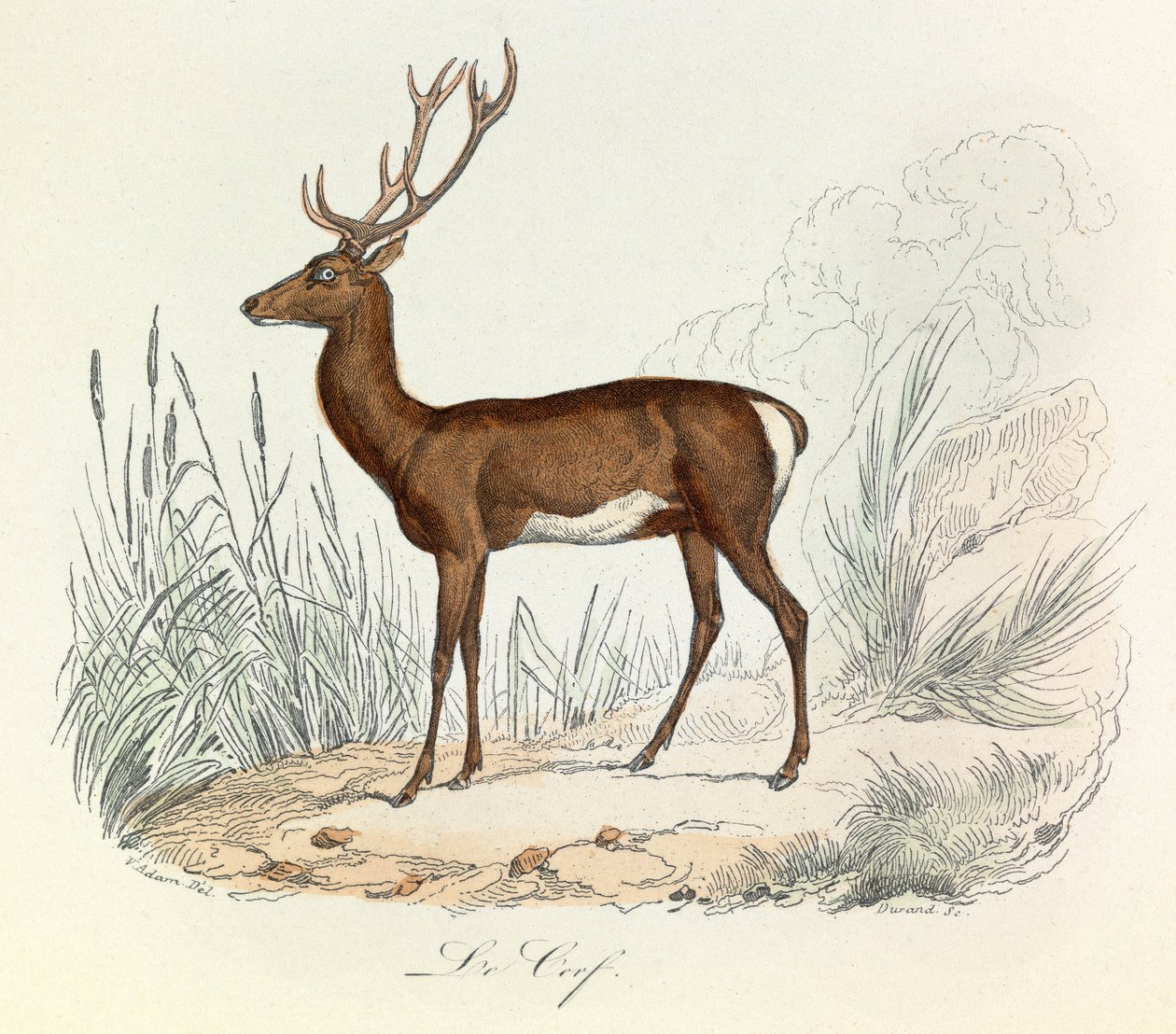 Ilustración del libro "Obras completas de Buffon": Les animaux: Le cerf (grabado) de Unknown artist