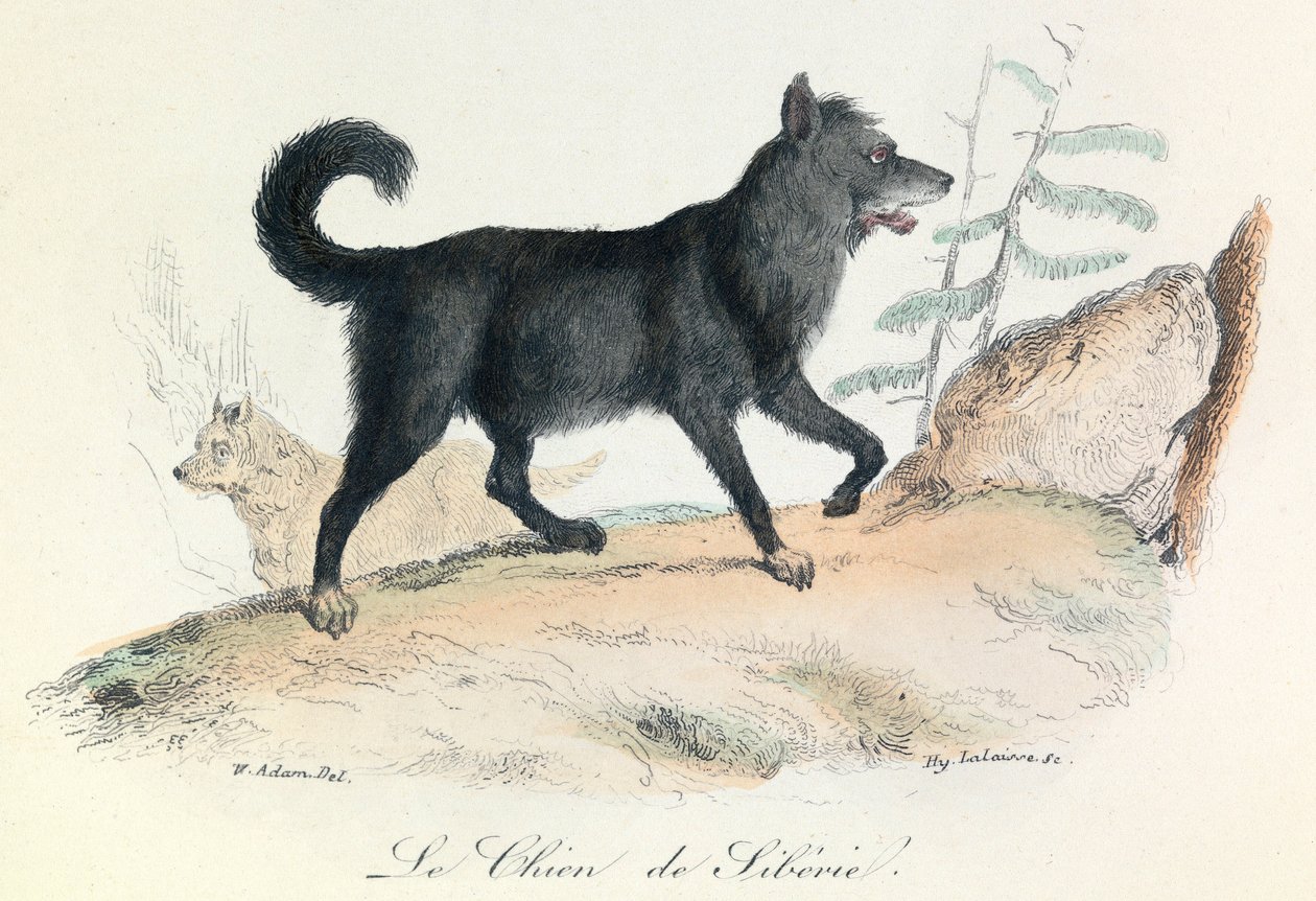 Ilustración del libro "Obras completas de Buffon": Les animaux: Le chien de Siberie (grabado) de Unknown artist