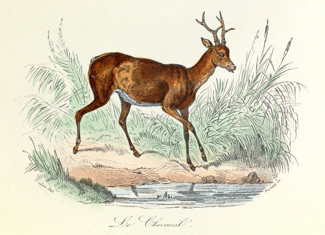 Ilustración del libro "Obras completas de Buffon": Les animaux: Le deer (grabado) de Unknown artist