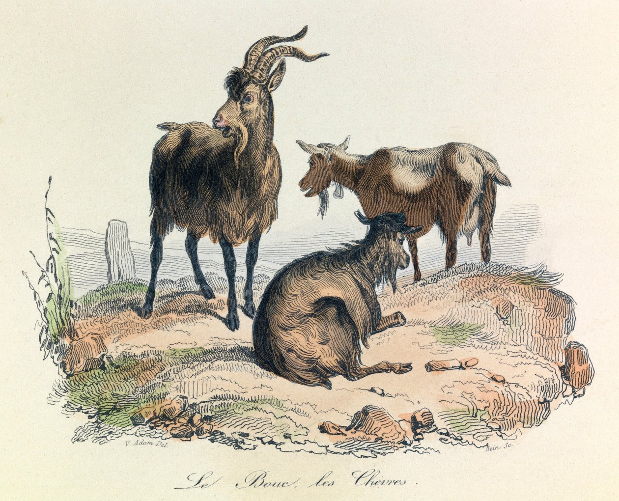 Ilustración del libro "Obras completas de Buffon": Les animaux: Le goat et les goats (grabado) de Unknown artist
