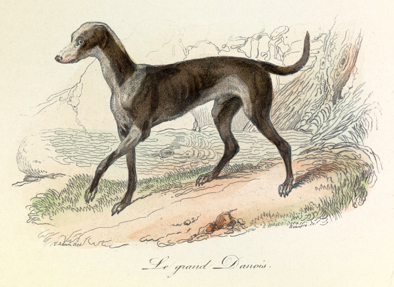 Ilustración del libro "Obras completas de Buffon": Les animaux: Le grand danish (grabado) de Unknown artist