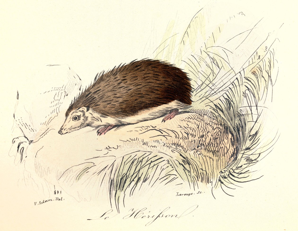 Ilustración del libro "Obras completas de Buffon": Les animaux: Le herisson (grabado) de Unknown artist