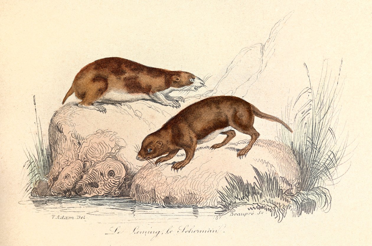 Ilustración del libro "Obras completas de Buffon": Les animaux: Le leming et le scherman (grabado) de Unknown artist