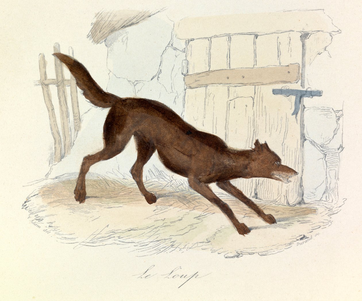 Ilustración del libro "Obras completas de Buffon": Les animaux: Le loup (grabado) de Unknown artist
