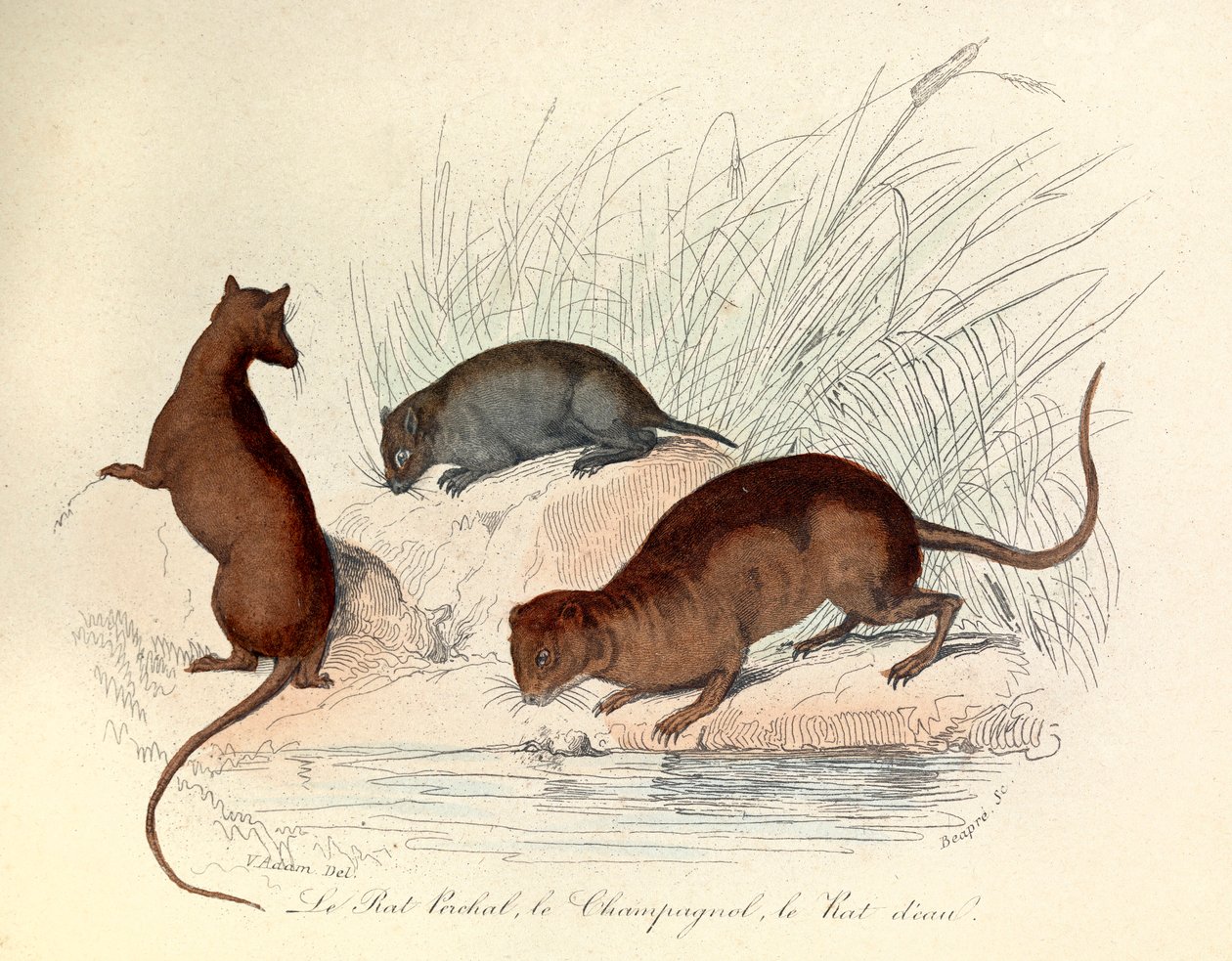 Ilustración del libro "Obras Completas de Buffon": Les animaux: Le rat perchat, le vole et le rat d