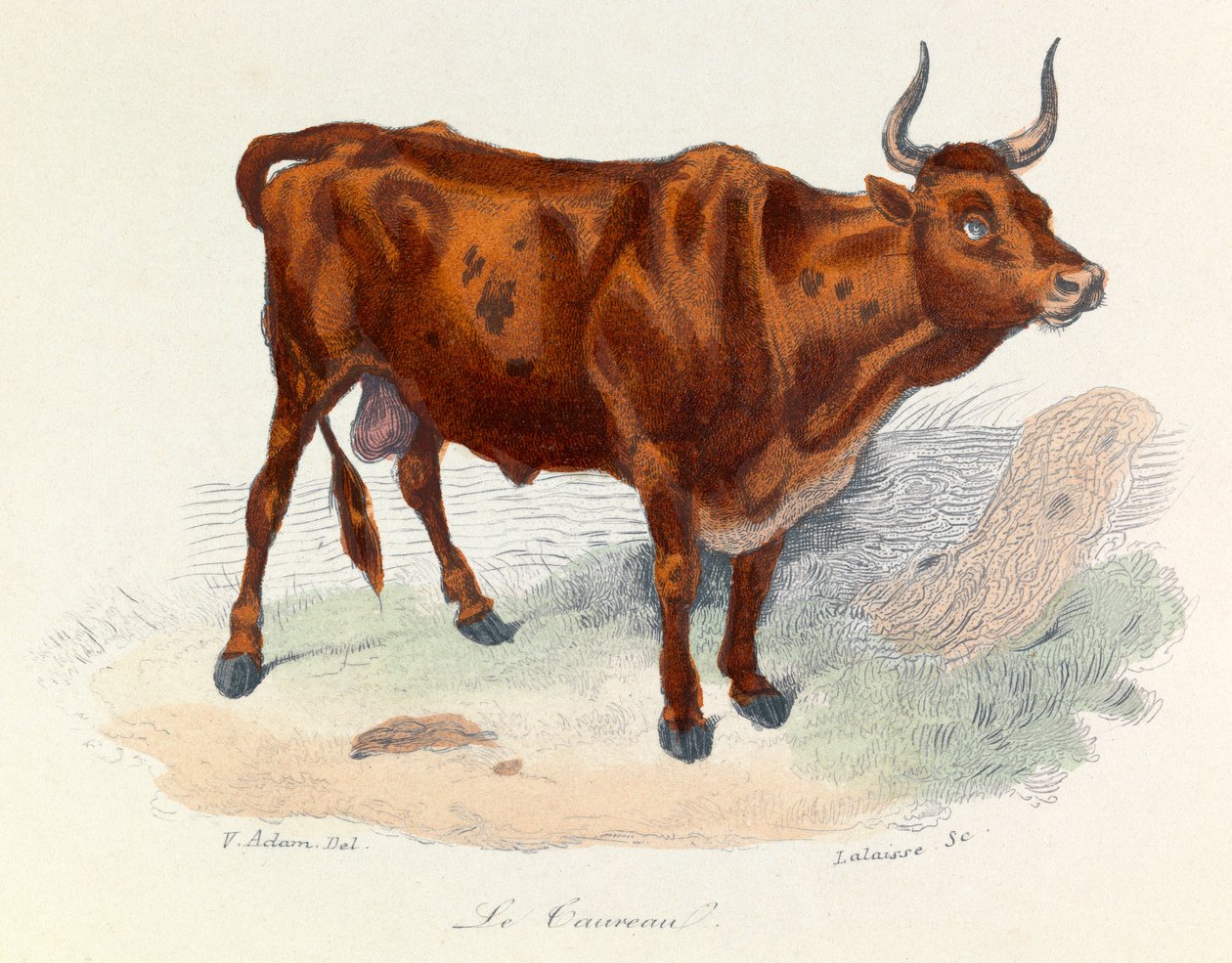 Ilustración del libro "Obras completas de Buffon": Les animaux: Le taureau (grabado) de Unknown artist