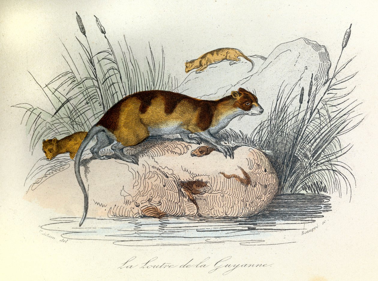 Ilustración del libro "Obras completas de Buffon": Los animales domésticos: La nutria de Guiana (grabado) de Unknown artist