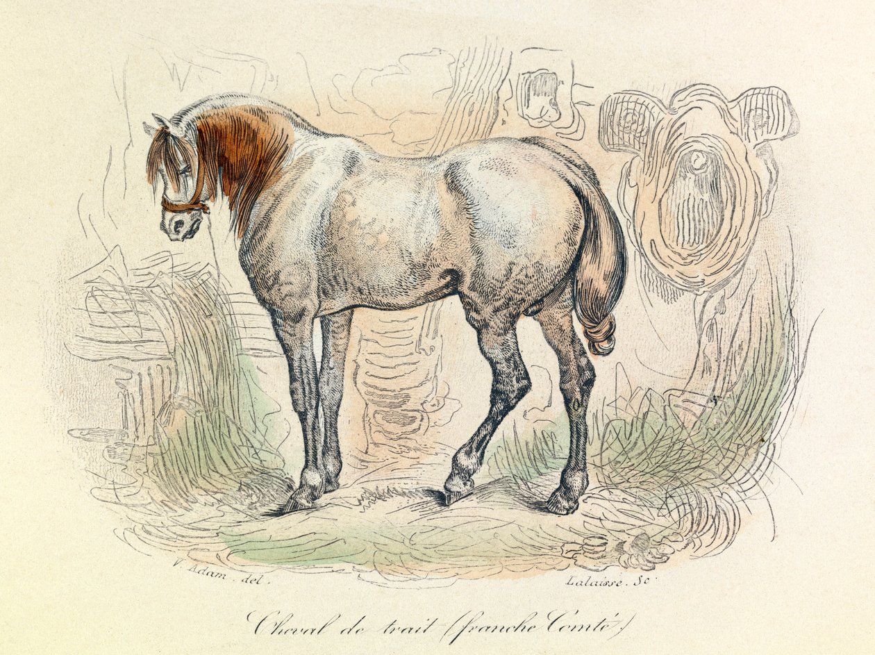 Ilustración del caballo Franc Comtois, clasificado por Linneene y Cuvier (grabado) de Unknown artist