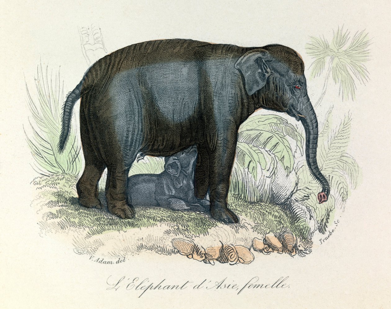 Ilustración de un elefante asiático hembra del libro de Buffon, clasificado por Linneo y Cuvier (grabado) de Unknown artist