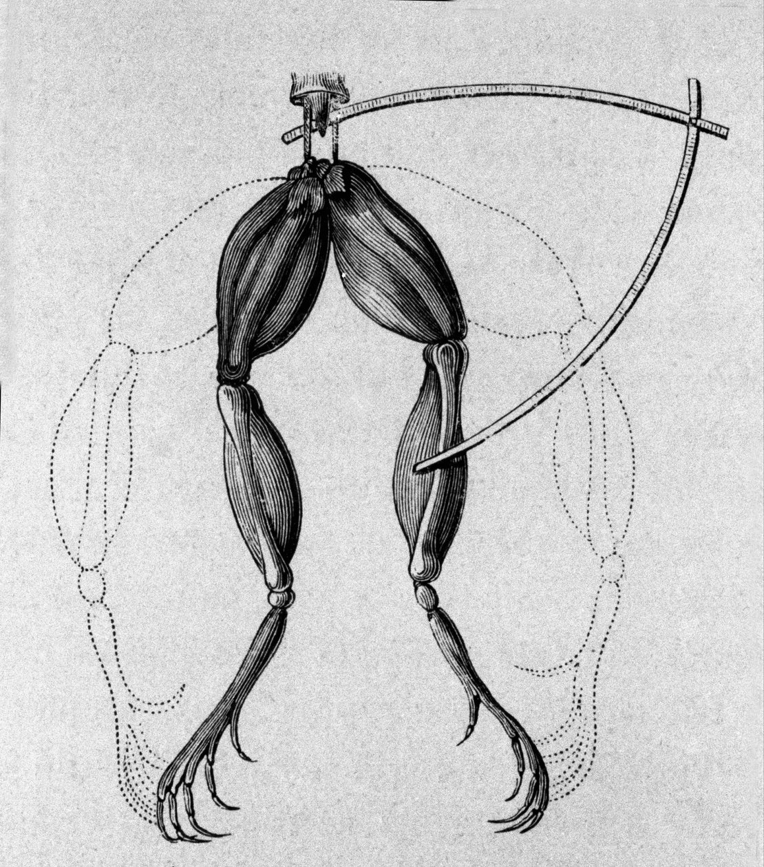 Ilustración de experimentos de Luigi Galvani, físico y médico italiano (1737 - 1798) explicando el paso de la corriente eléctrica moviendo las patas de una rana. de Unknown artist