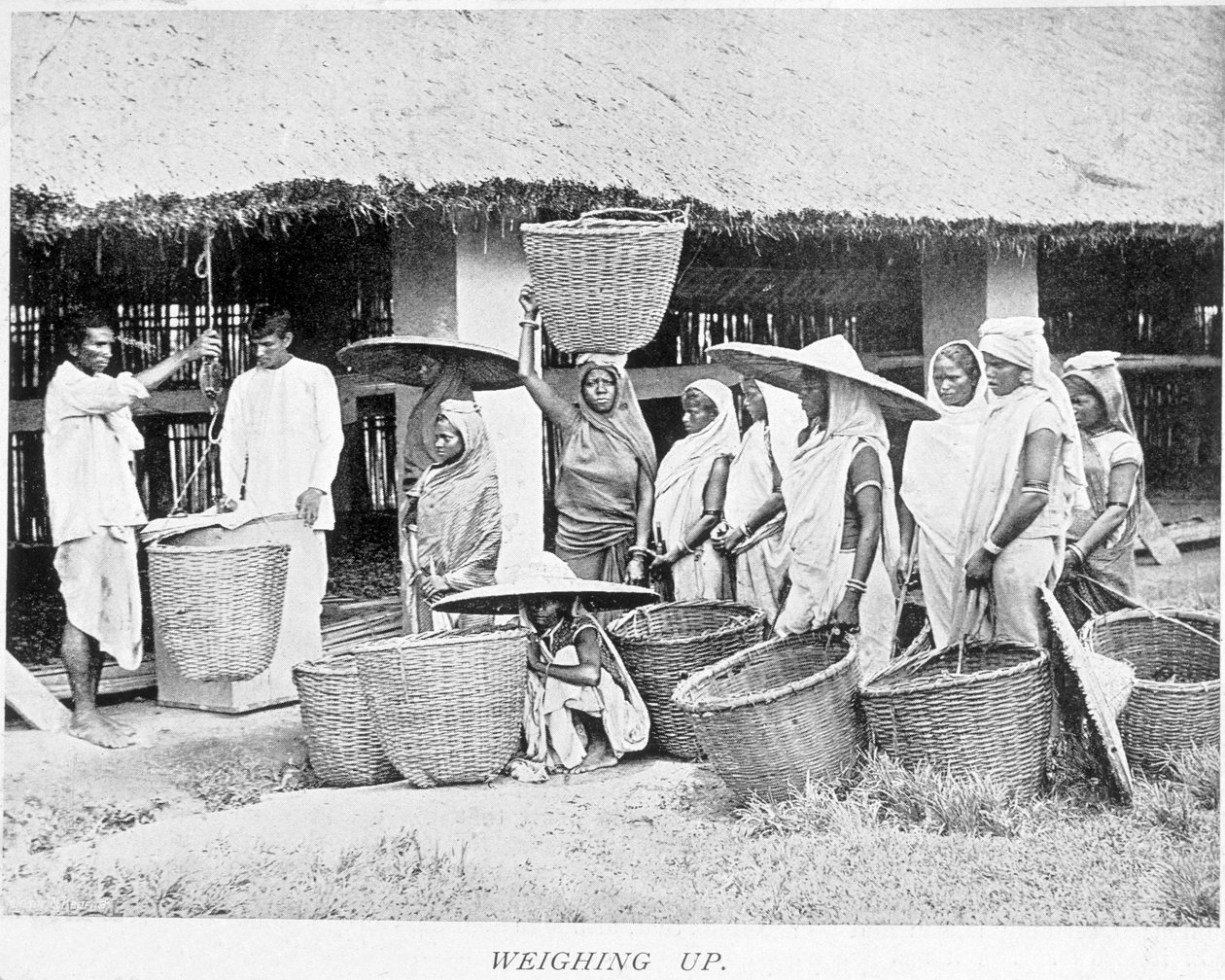 Cosecha de té en India: campesinos indios pesando té de Unknown artist