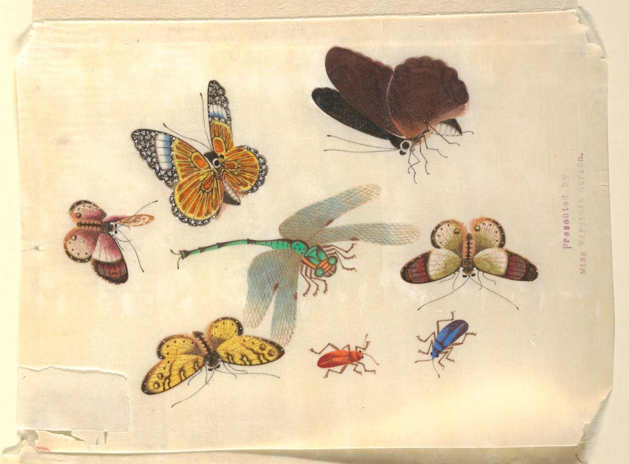 Insectos de Unknown artist