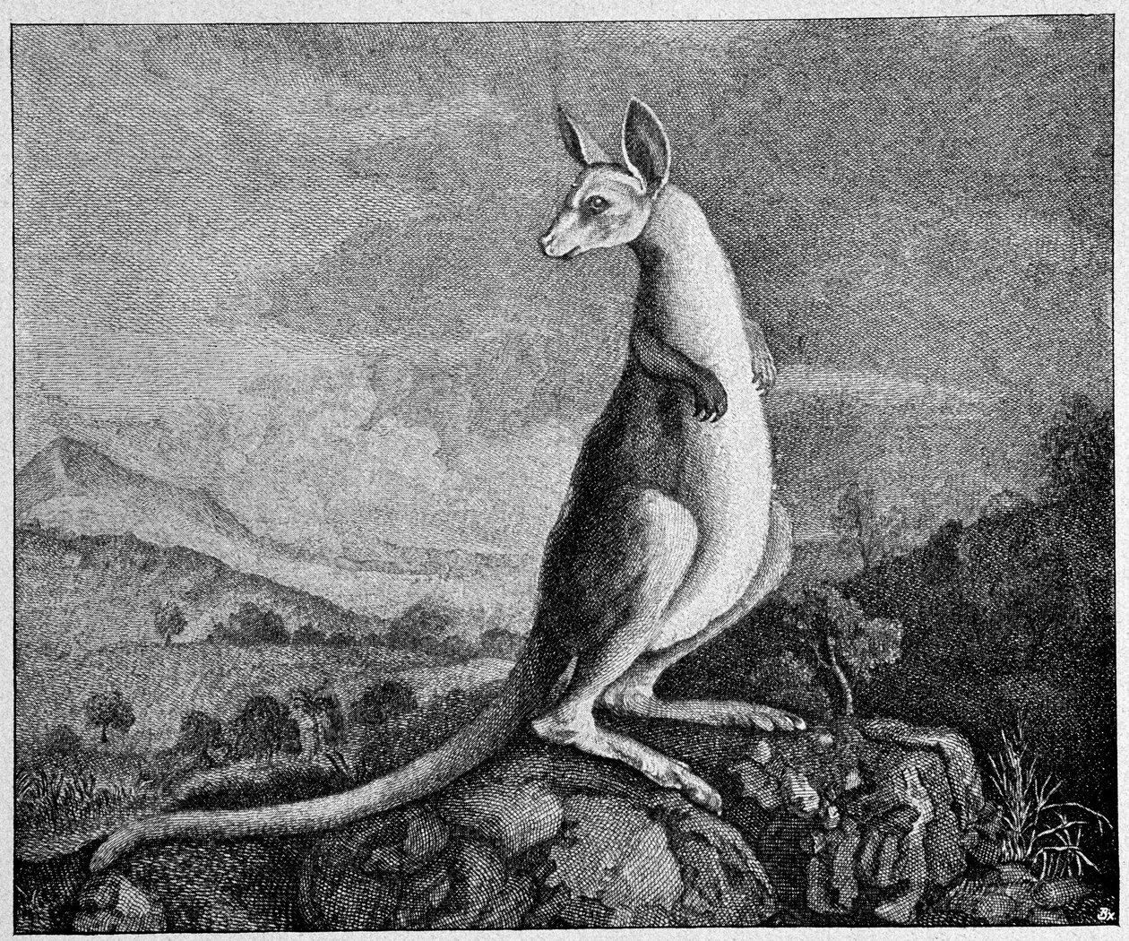 Canguro del dibujo del Capitán Cook que lo descubrió en Australia - de un grabado en cobre de 1774 de Unknown artist