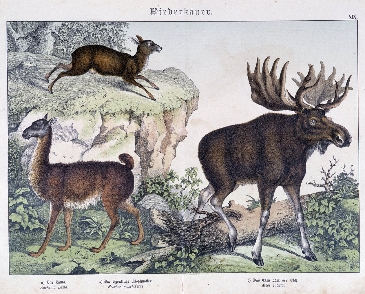 Llama, alce (alce) - en "Natural Histories of Mammals", ed. Schreiber de Unknown artist