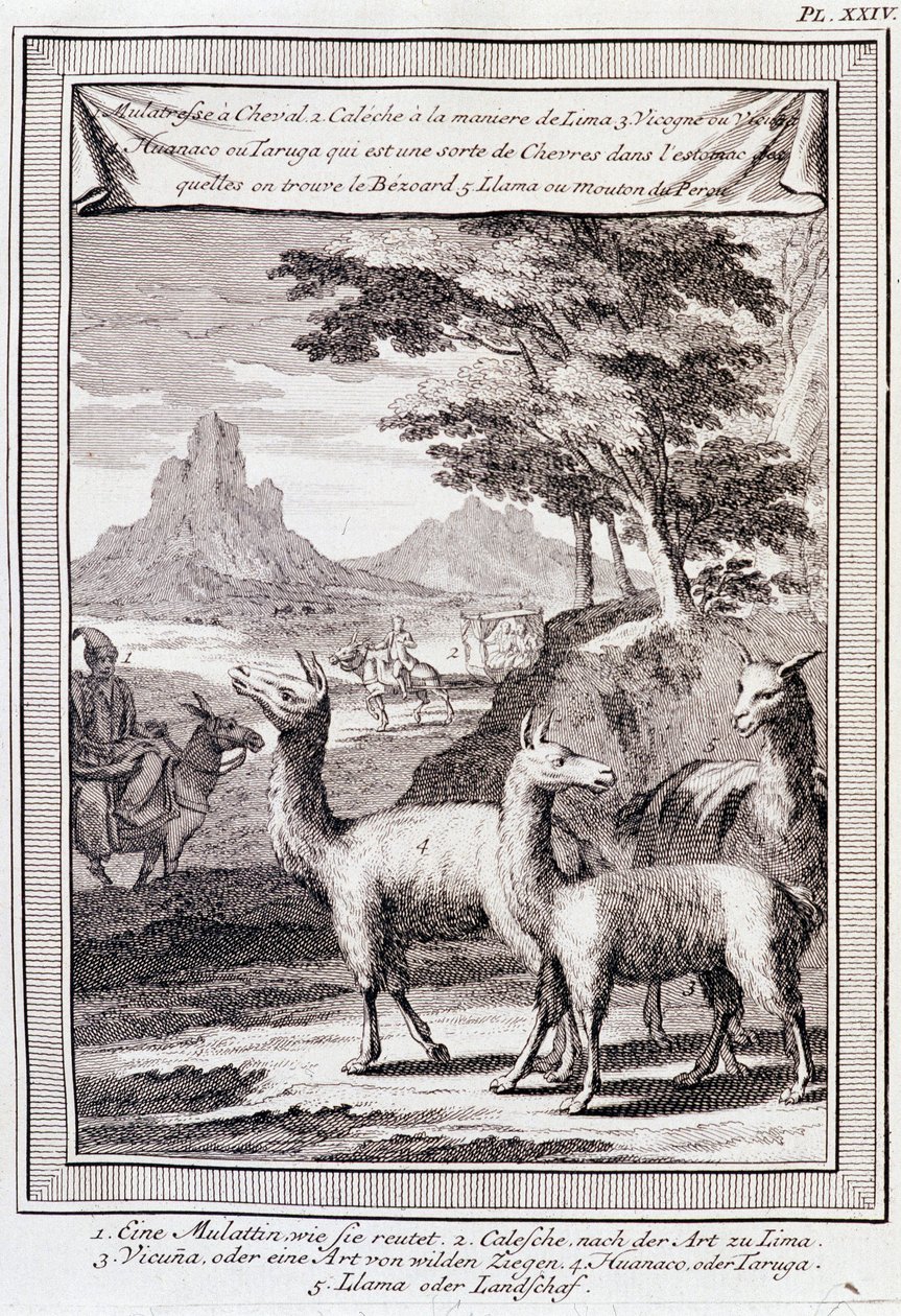 Llamas de Perú - en “Viaje Histórico de América del Sur hecho por Orden del Rey de España por Don Jorge Juan y Don Antonio de Ulloa”, T.1, en C.A. Jombert, Librería del Rey, París de Unknown artist