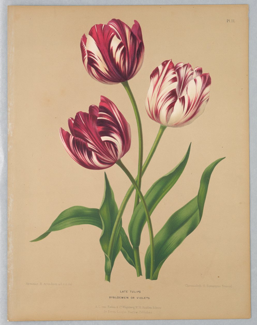 Tulipanes tardíos / Bybloemen o violetas de Unknown artist
