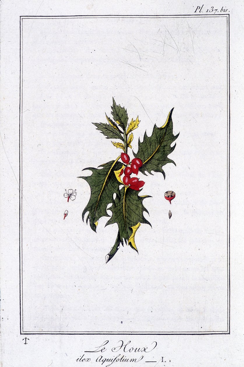 El acebo (Ilex Aquifolium) - en “Ejercicios de botánica para el uso de los comerciantes”, escrito por J.C. Philibert, Imprimerie de Crapelet, París de Unknown artist