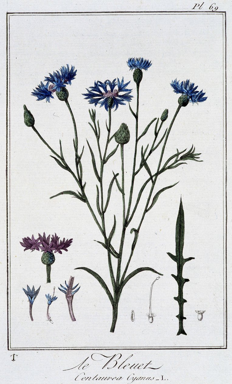 El aciano (Centaurea Cyanus) - en “Ejercicios de botánica para el uso de los comerciantes”, escrito por J.C. Philibert, Imprimerie de Crapelet, París de Unknown artist