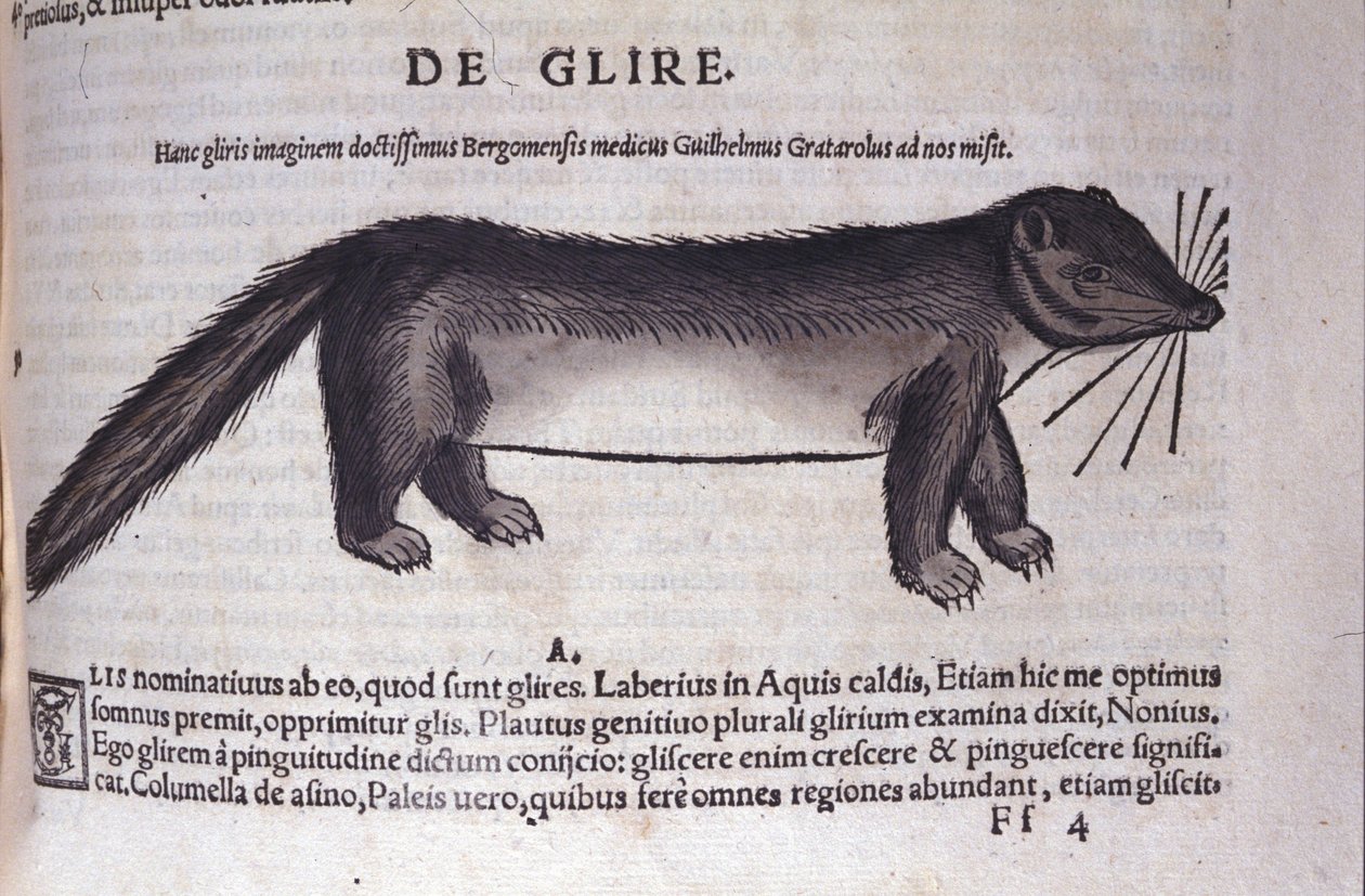 El lirón en Historia Animalium por Conrad Gesner (1516 - 1565), Tiguri de Unknown artist