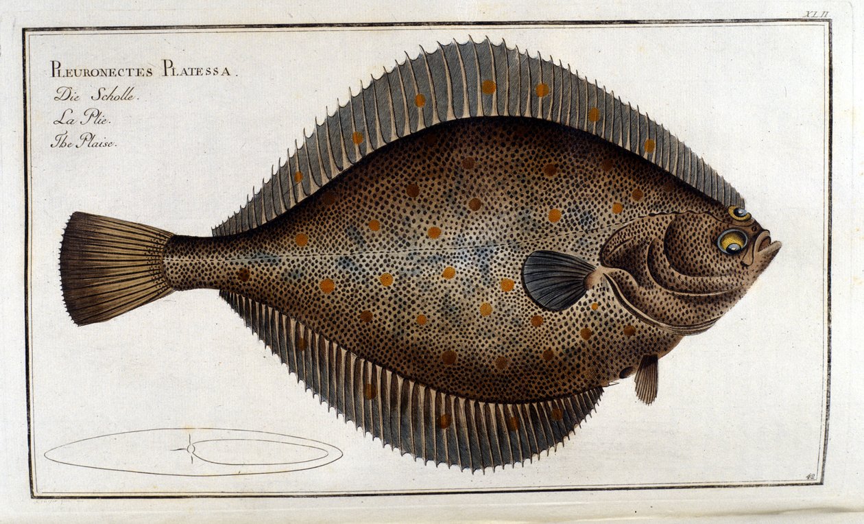 El rodaballo o Pleuronectes Platessa según Marc Elieser Bloch. Ictiología París - Berlín - Londres 1787 de Unknown artist